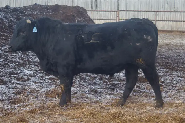 Heifer Bulls - Photo 4