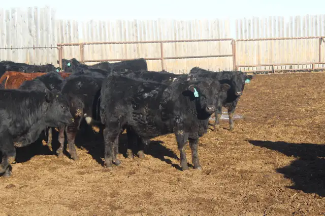 Heifer Bulls - Photo 5