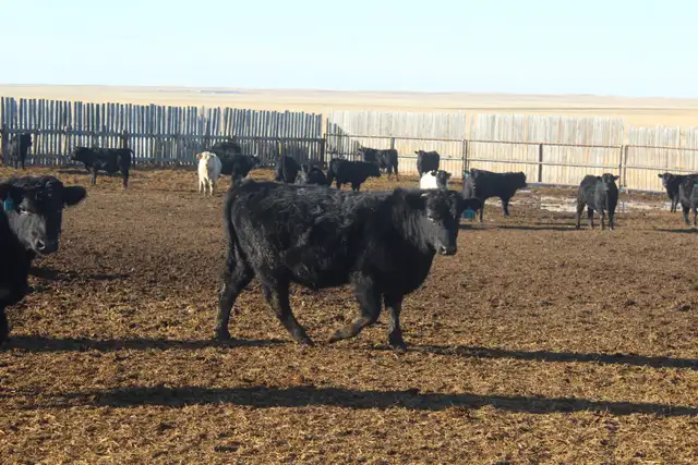 Heifer Bulls - Photo 6