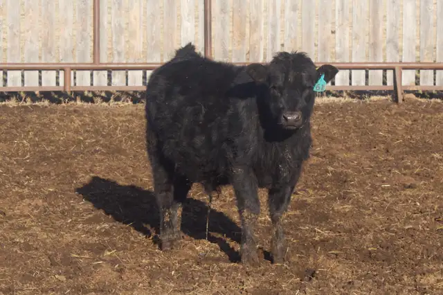 Heifer Bulls - Photo 7