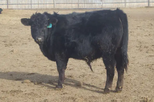 Heifer Bulls - Photo 8
