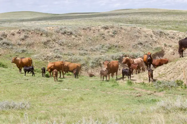 Heifer Bulls - Photo 9