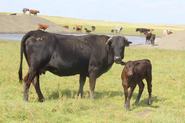 Heifer Bulls - Photo 10