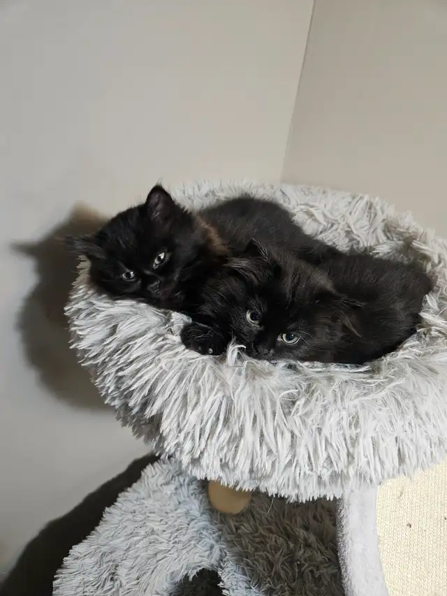 Ragodoll/Bengal × Black Himalayan Kittens