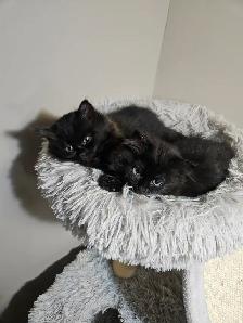 Ragodoll/Bengal × Black Himalayan Kittens