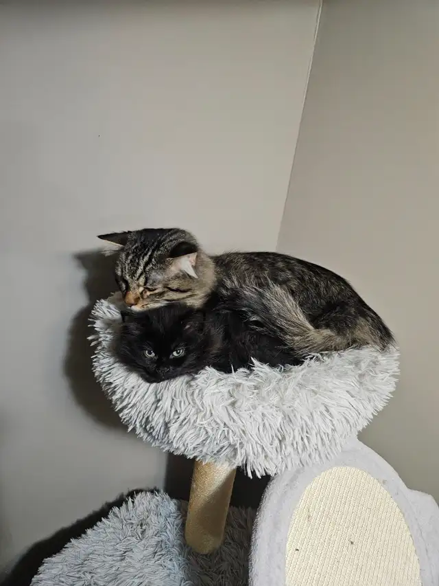 Ragodoll/Bengal × Black Himalayan Kittens - Photo 2