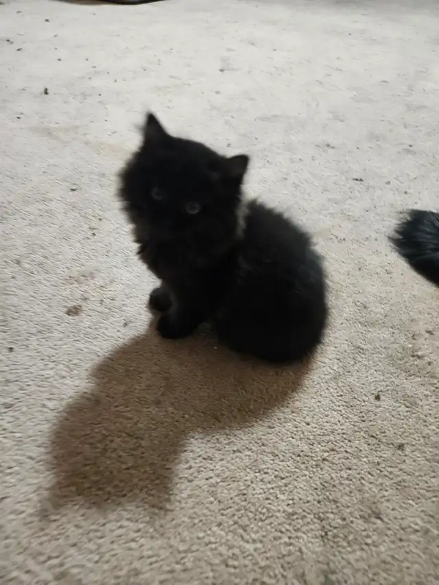 Ragodoll/Bengal × Black Himalayan Kittens - Photo 3