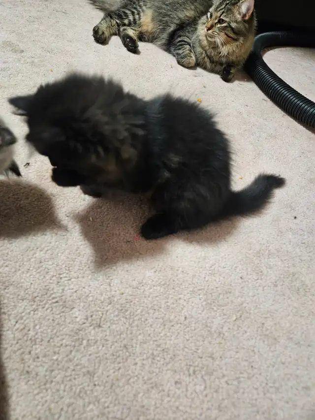 Ragodoll/Bengal × Black Himalayan Kittens - Photo 4