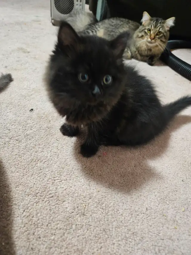 Ragodoll/Bengal × Black Himalayan Kittens - Photo 5