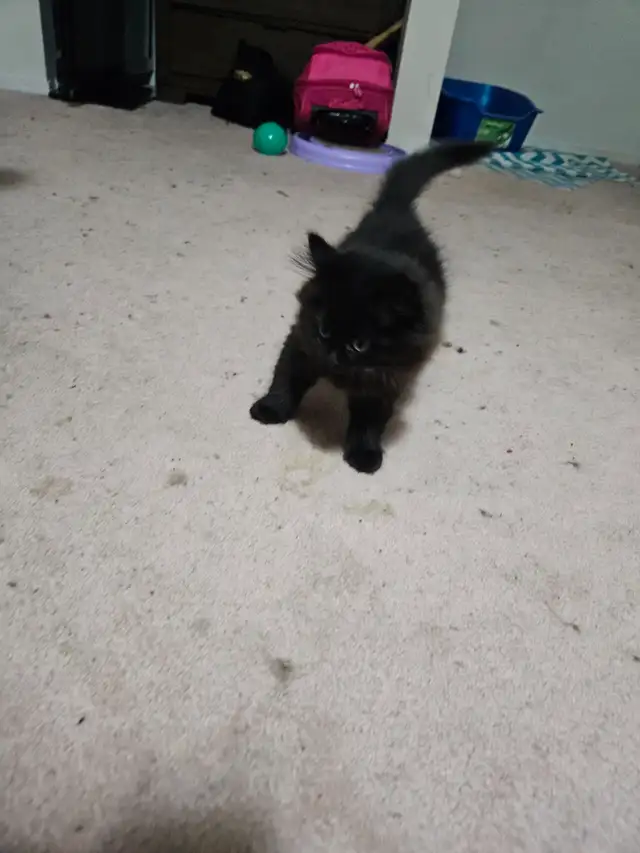 Ragodoll/Bengal × Black Himalayan Kittens - Photo 6