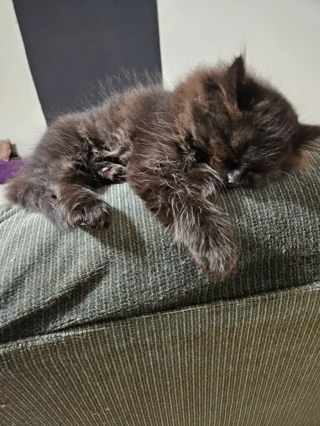 Ragodoll/Bengal × Black Himalayan Kittens - Photo 7