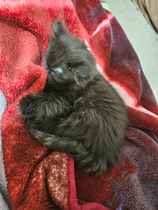 Ragodoll/Bengal × Black Himalayan Kittens - Photo 8