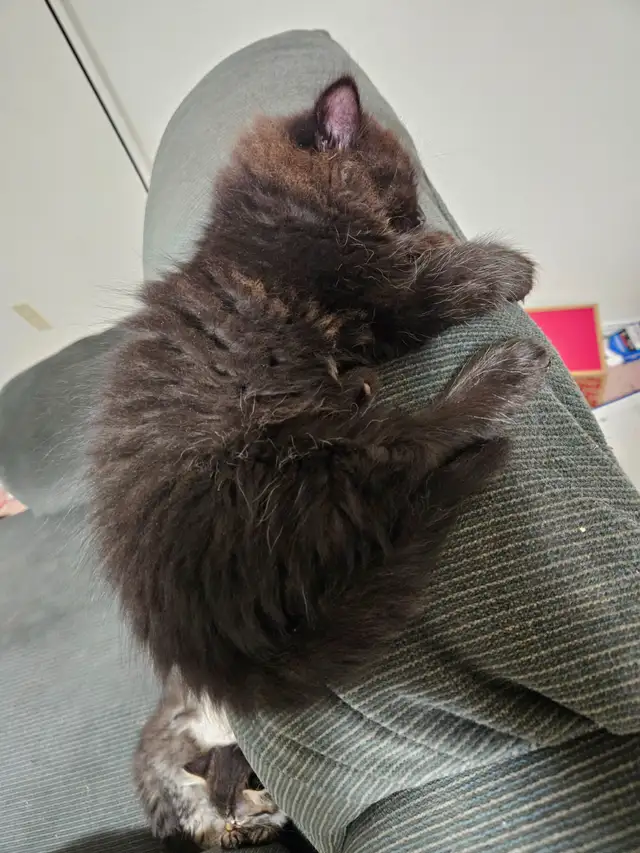 Ragodoll/Bengal × Black Himalayan Kittens - Photo 9