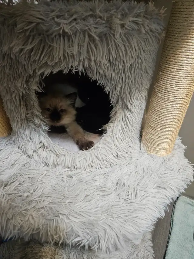 Ragodoll/Bengal × Black Himalayan Kittens - Photo 10