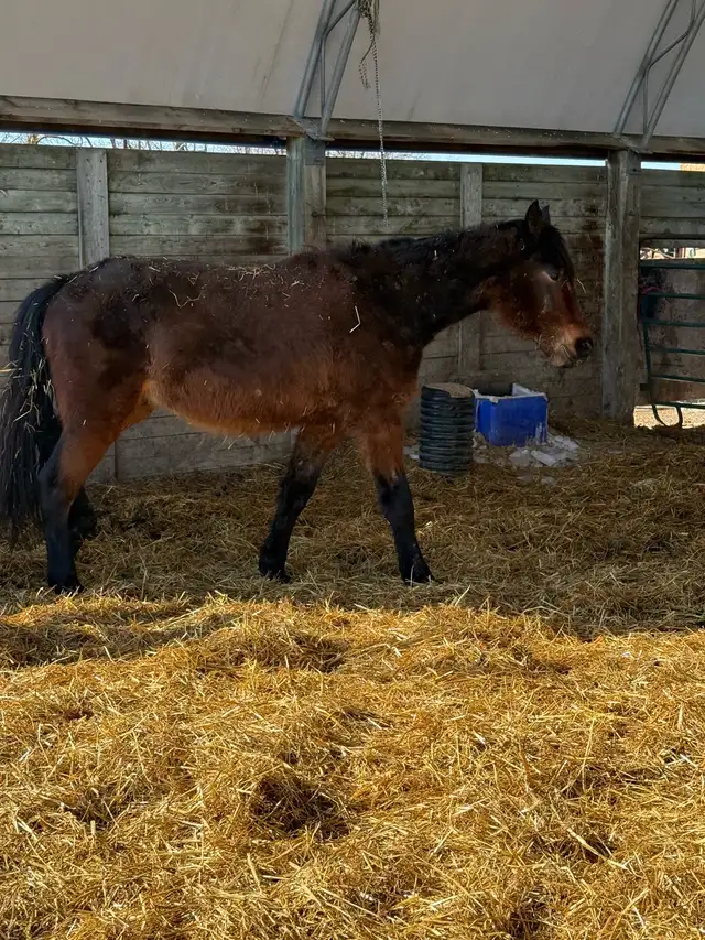 driver / English prospect