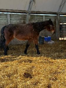 driver / English prospect