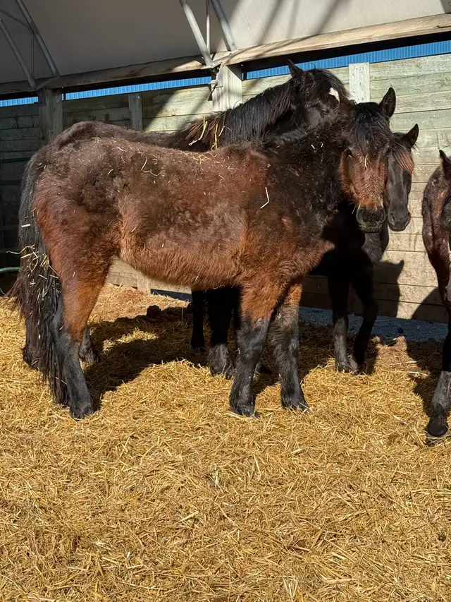 driver / English prospect - Photo 3