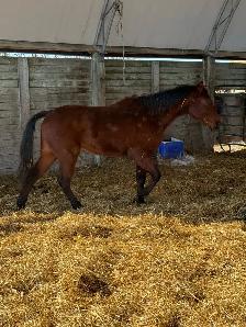project 2 year old colt