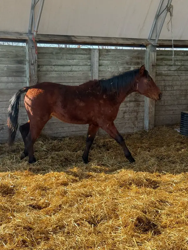 project 2 year old colt - Photo 2