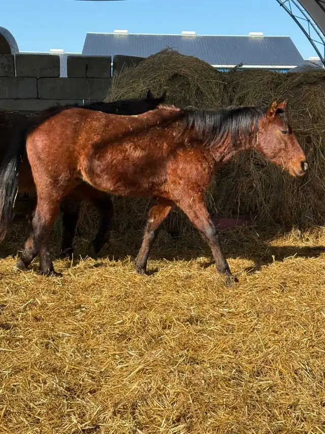 project 2 year old colt - Photo 3