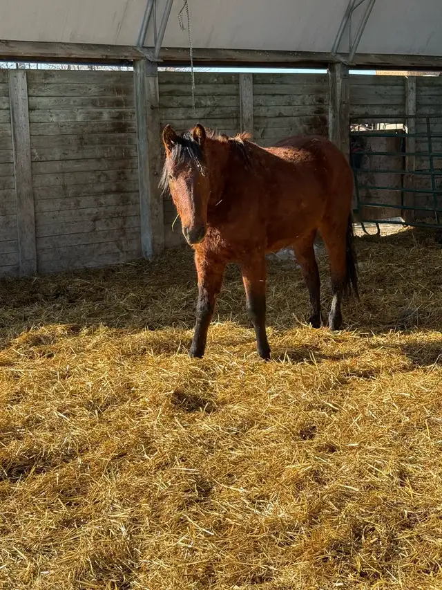 project 2 year old colt - Photo 4