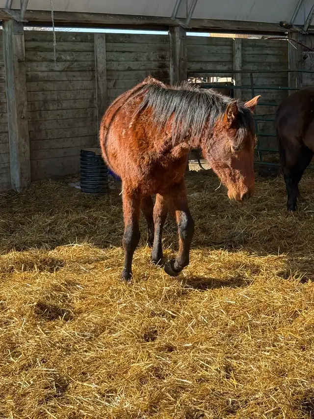 project 2 year old colt - Photo 5