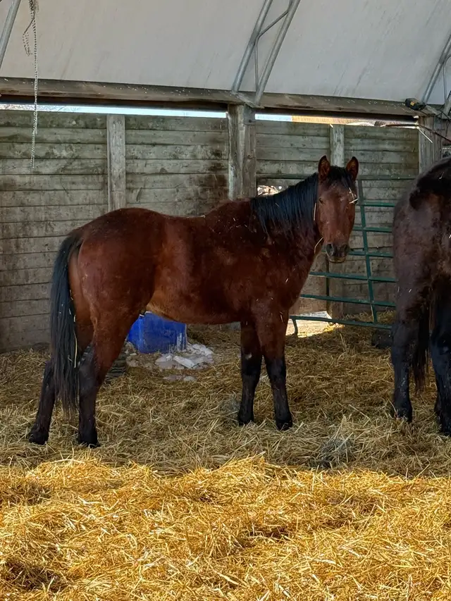 project 2 year old colt - Photo 6