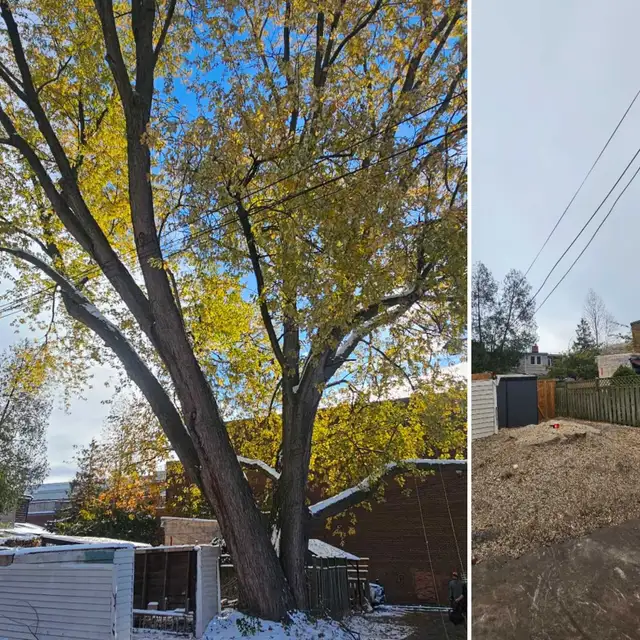 TORONTO TREE GUYS - TREE REMOVAL - PRUNING - LICENSED & INSURED - Photo 6