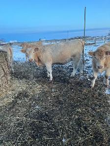 24 Bred Char Cross Heifers