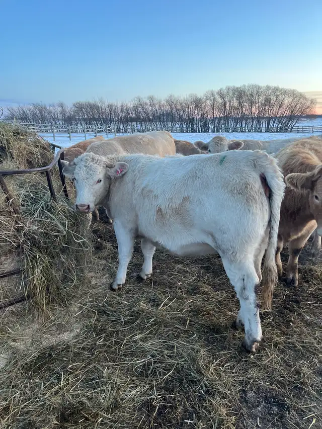 24 Bred Char Cross Heifers - Photo 2