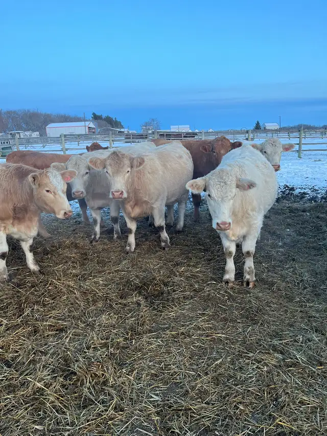 24 Bred Char Cross Heifers - Photo 3