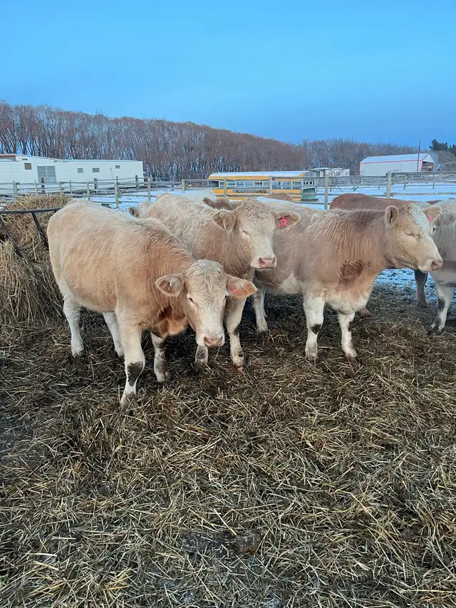24 Bred Char Cross Heifers - Photo 4