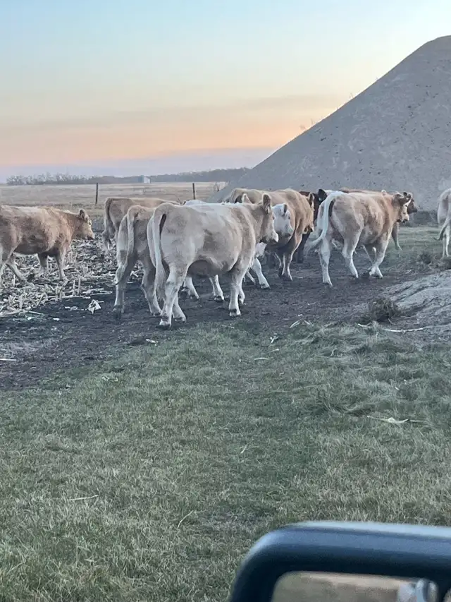 24 Bred Char Cross Heifers - Photo 6