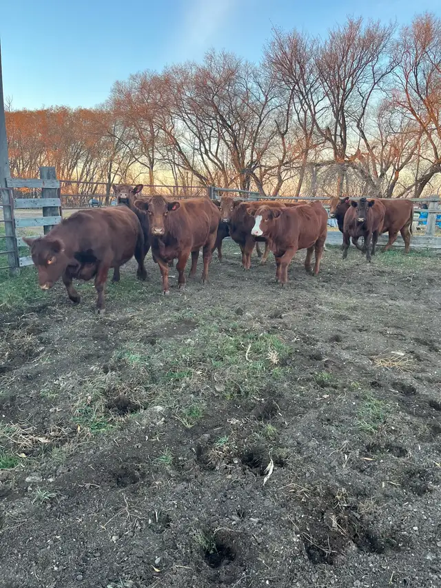 24 Bred Char Cross Heifers - Photo 7