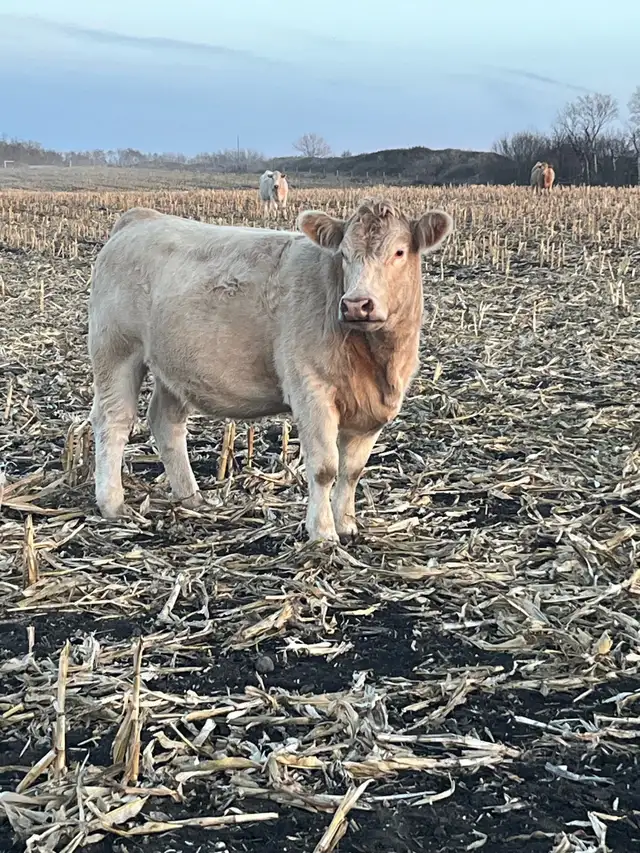 24 Bred Char Cross Heifers - Photo 10