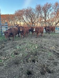 24Bred Char Cross Heifers
