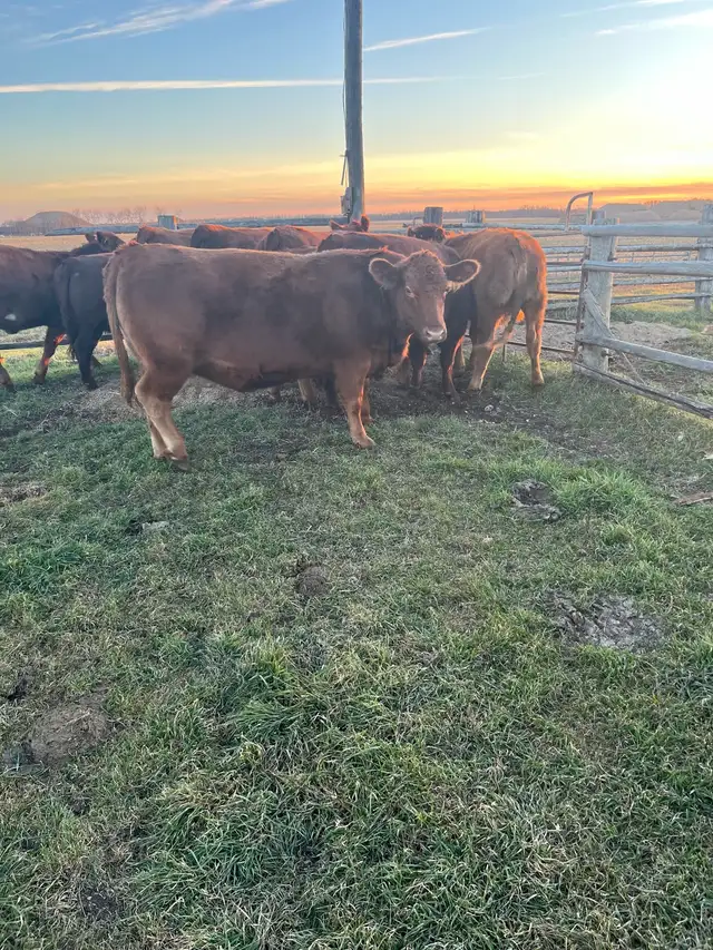 24Bred Char Cross Heifers - Photo 2