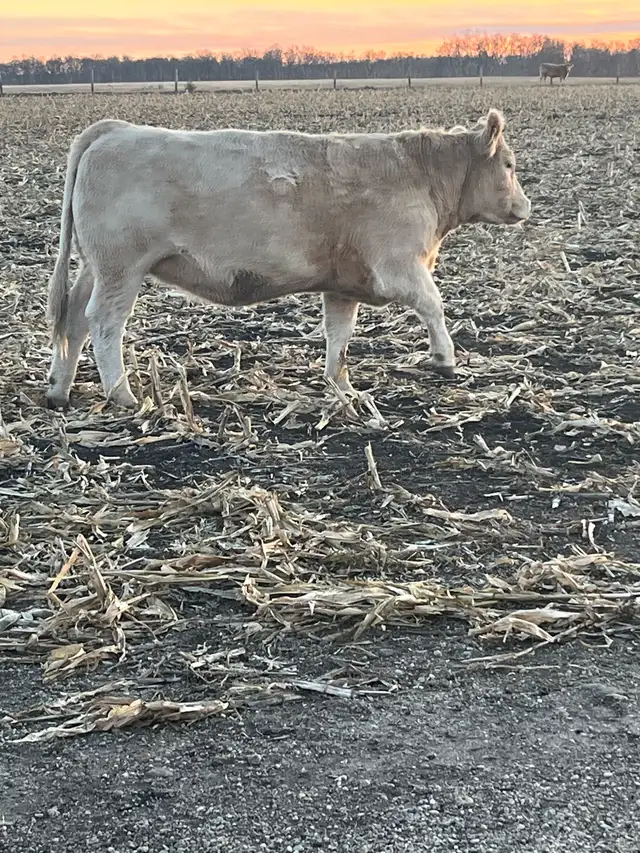 24Bred Char Cross Heifers - Photo 3