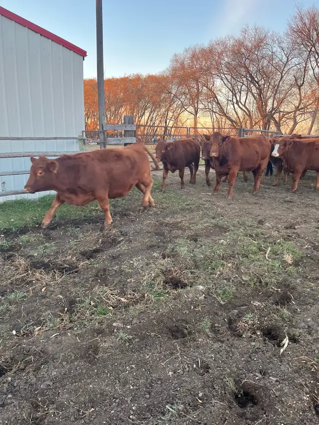 24Bred Char Cross Heifers - Photo 4