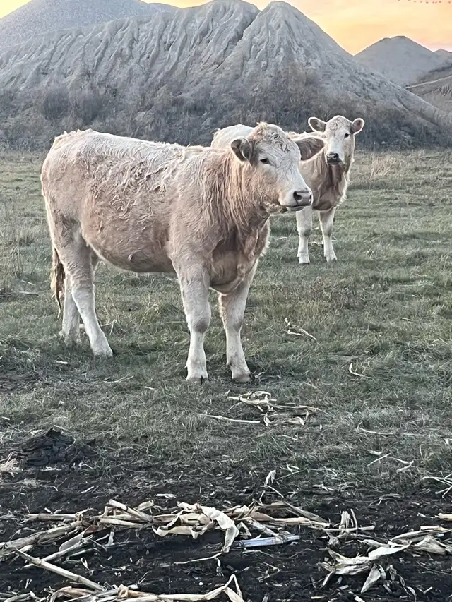 24Bred Char Cross Heifers - Photo 6