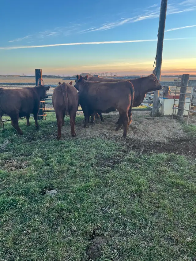 24Bred Char Cross Heifers - Photo 8