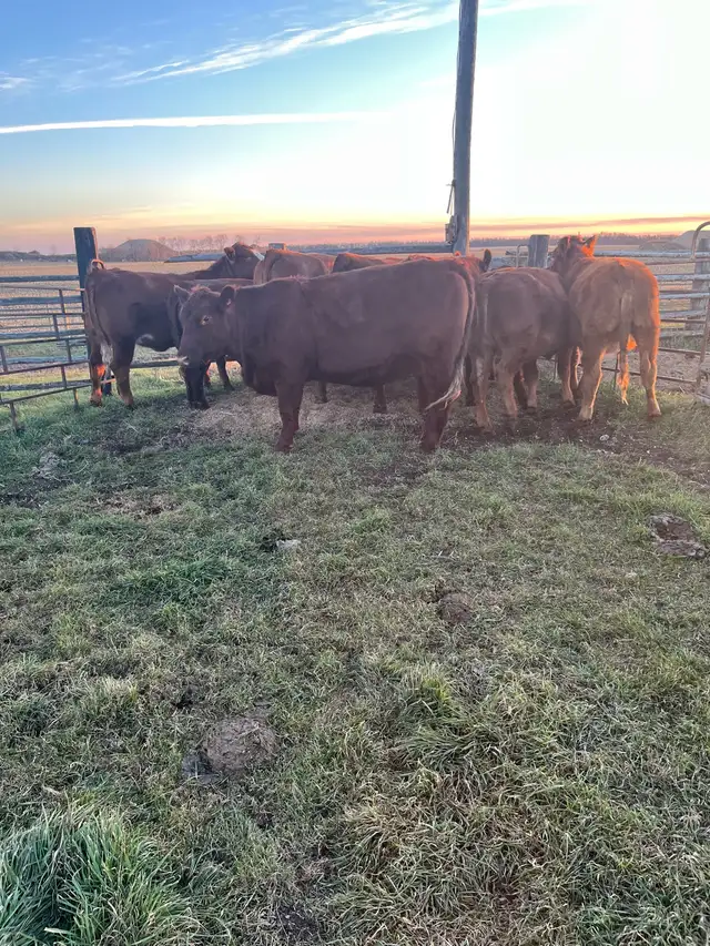 24Bred Char Cross Heifers - Photo 9