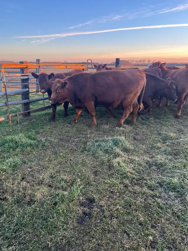 24Bred Char Cross Heifers - Photo 10