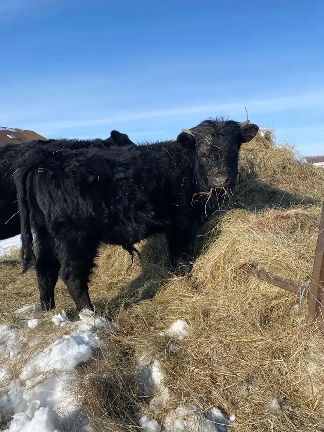 Dexter Bull- 14 months old