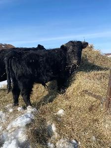 Dexter Bull- 14 months old