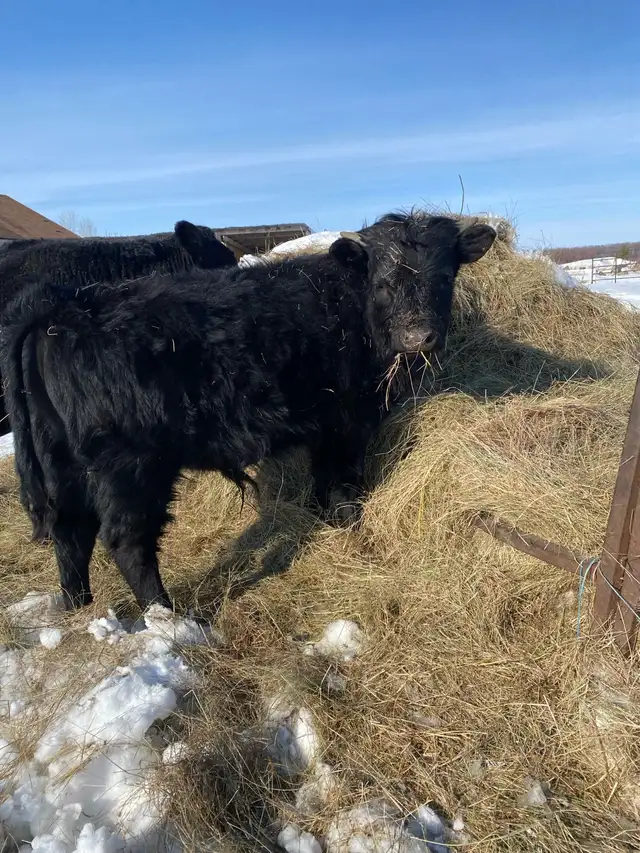 Dexter Bull- 14 months old - Photo 2