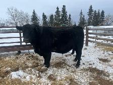 3 year old Angus bull