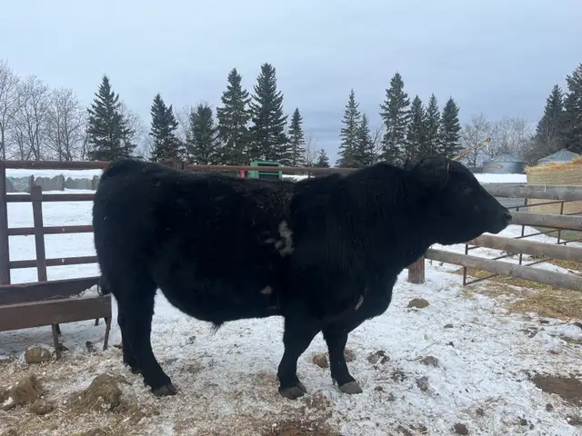 3 year old Angus bull - Photo 2