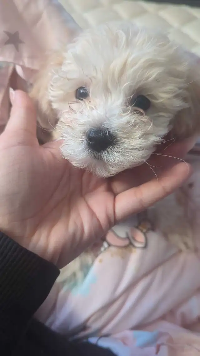 male Malshipoo pup