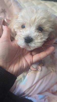 male Malshipoo pup